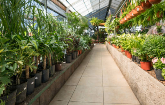 Plant Care Guidance